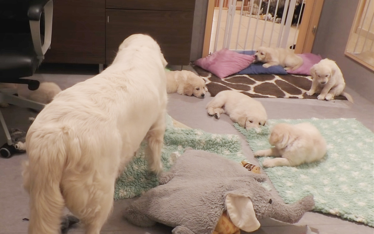 A short video of dog mother teaching her cute 8 weeks old pups to be calm