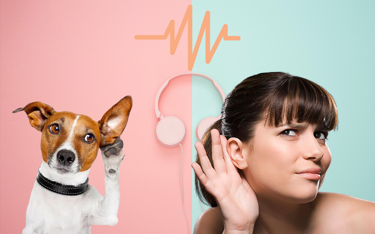 Dog's sense of hearing vs humans