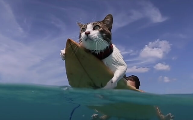Meet Hokule: An adorable surfing cat who found his perfect wave in Hawaii