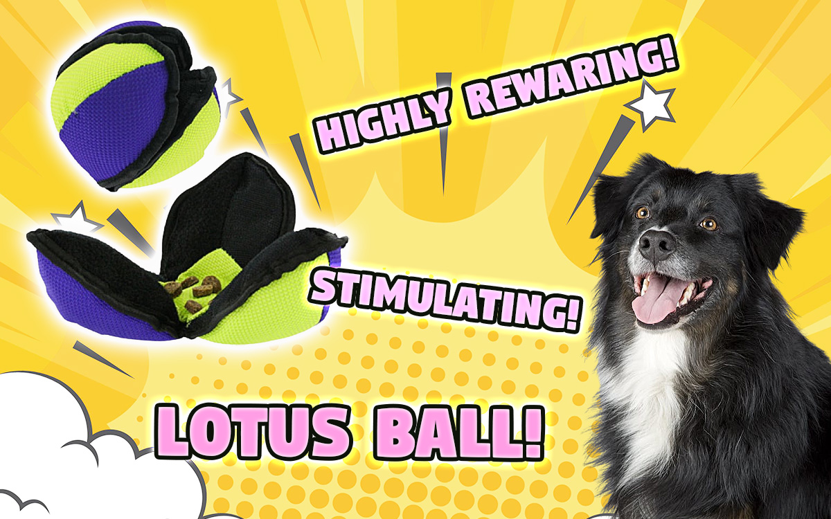 Teaching dog fetch with Lotus ball