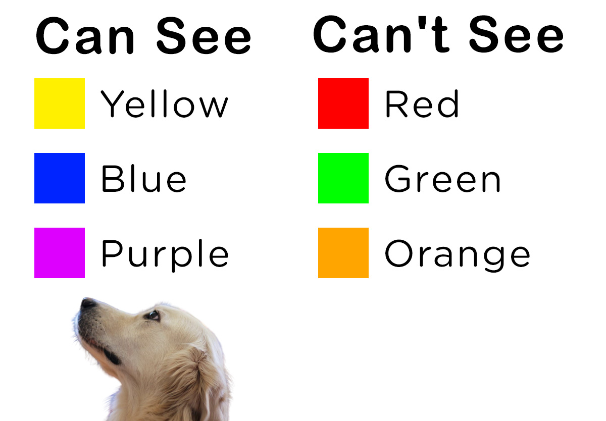 What colors can dogs see? PAWPLR