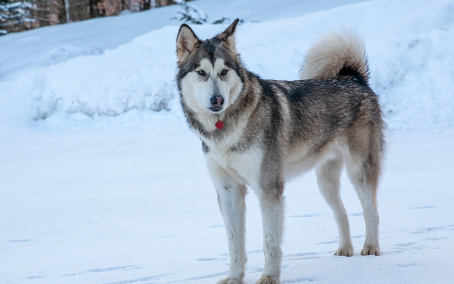 Alaskan Malamute