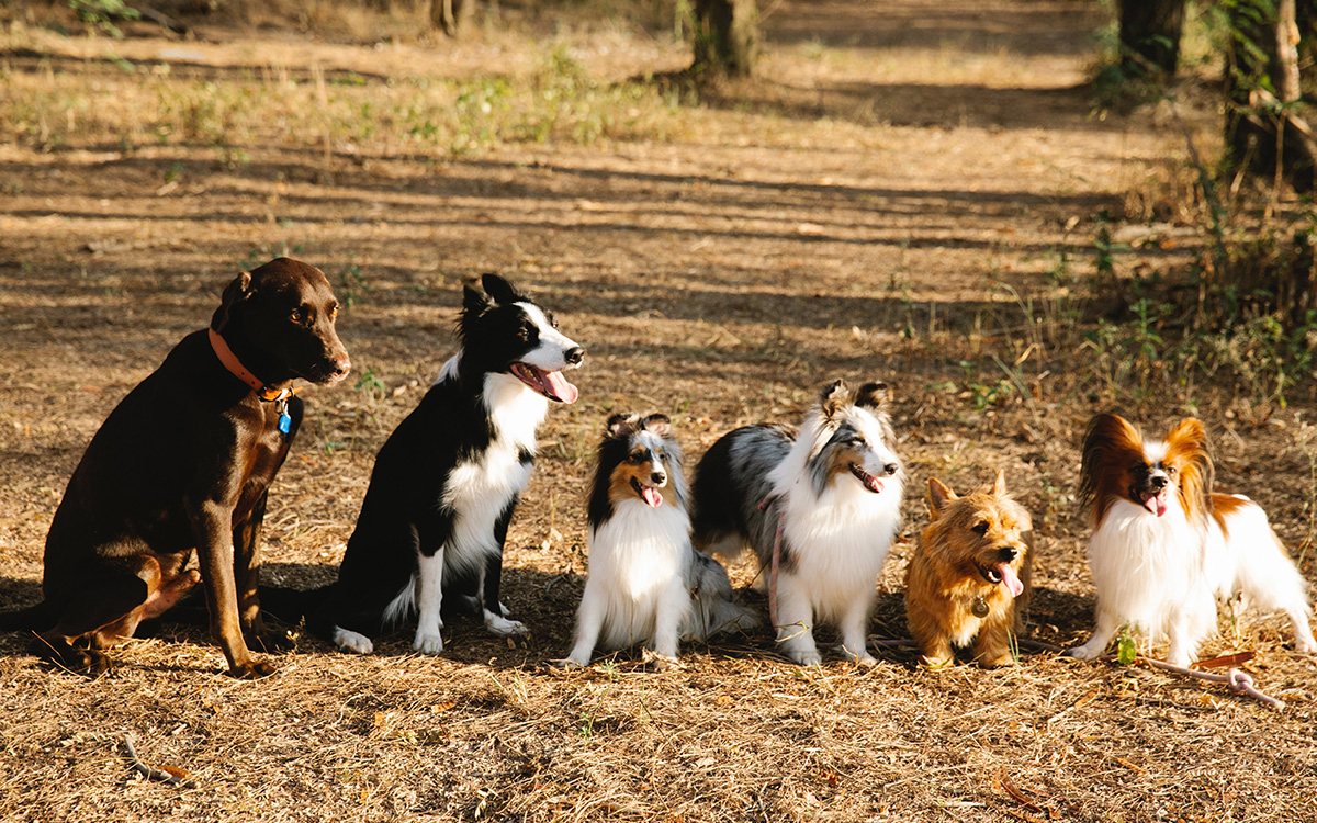 Are dog parks good for dogs?
