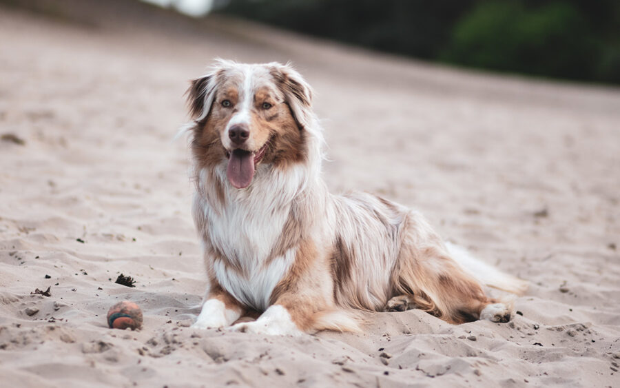 Australian Shepherd