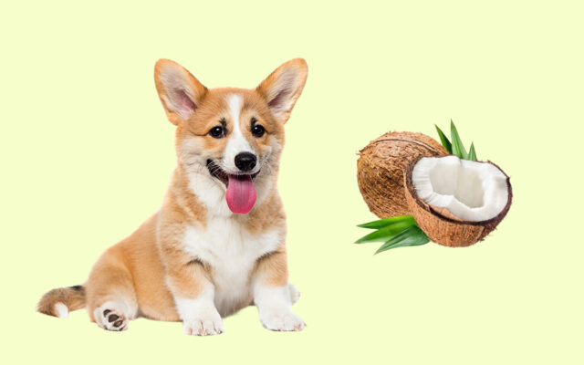 can dogs drink coconut water?