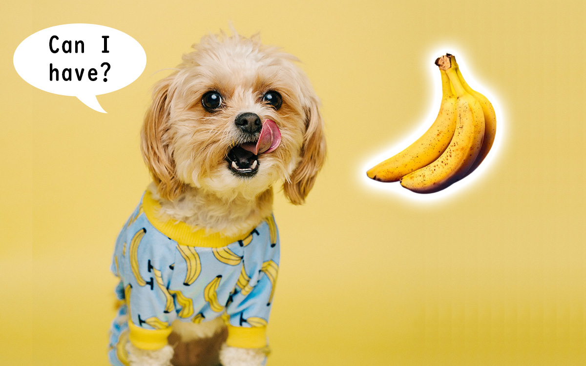 Can dogs eat bananas?