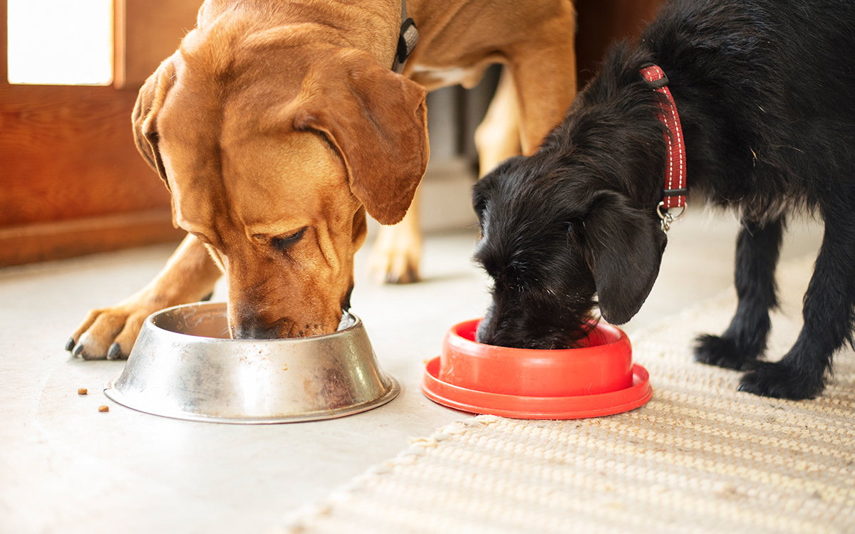 Do dog get bored of the same food?