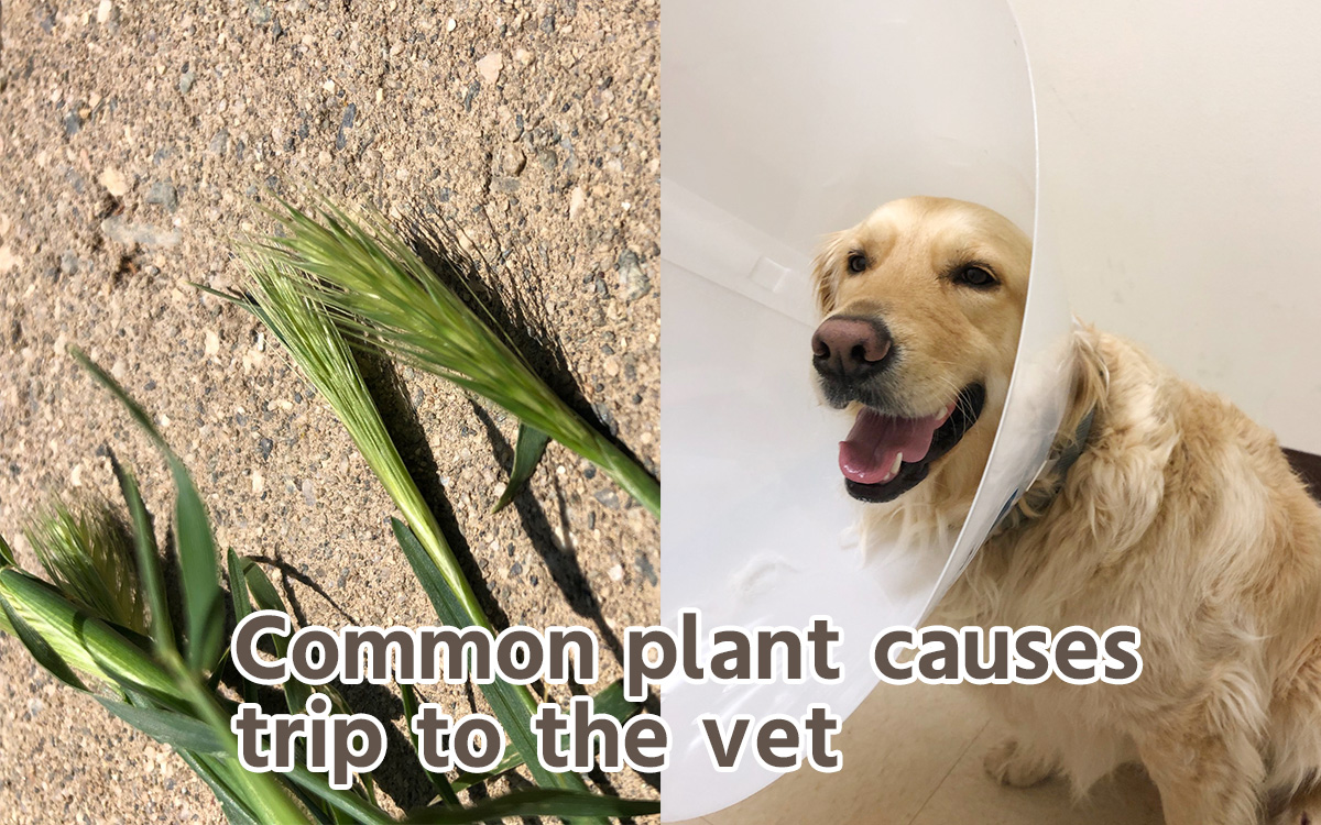 Foxtails are dangerous for dogs - PAWPLR