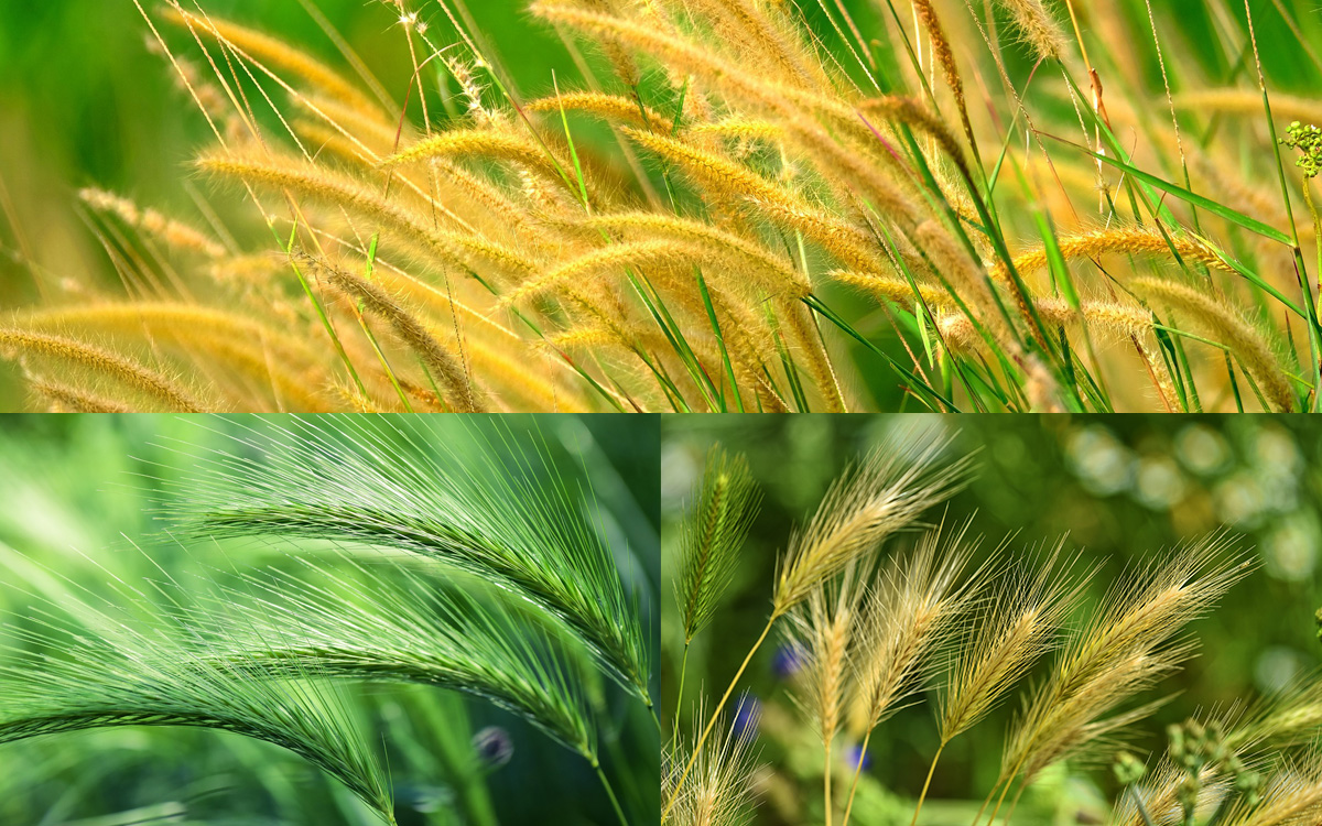 Different types of foxtails that are harmful to dogs