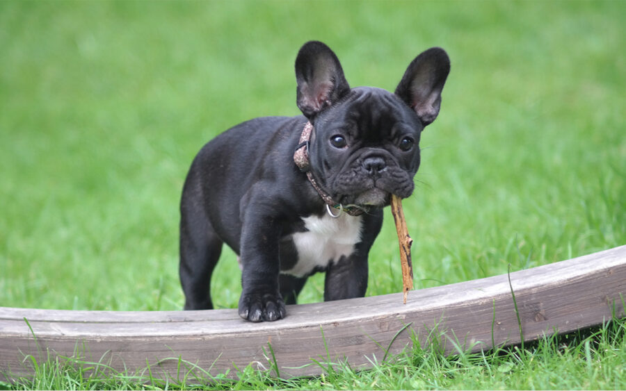 French Bulldog