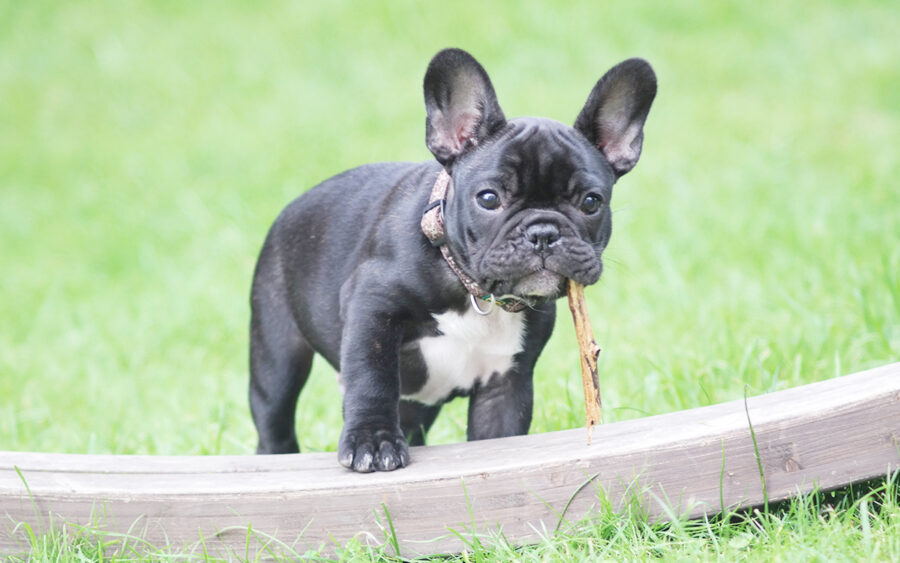 Most adorable dog breed : French bulldogs