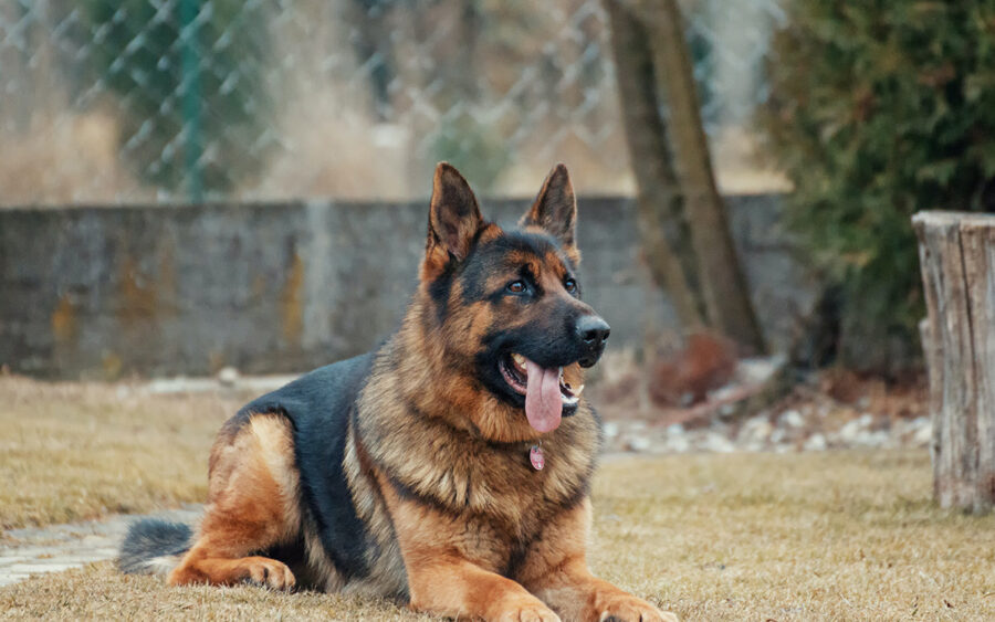 Best dog breed for guard dogs - German shepherds