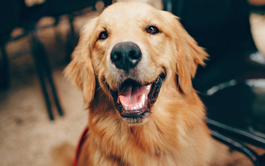 Golden retriever characteristics