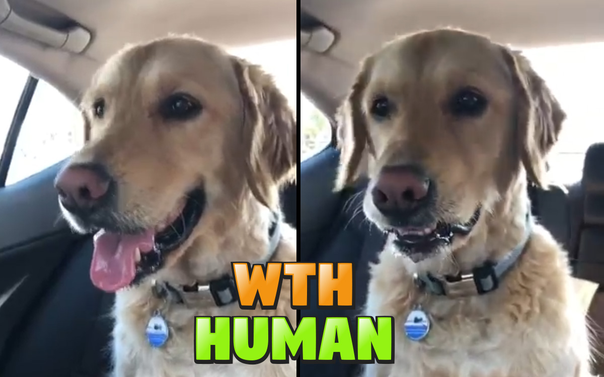 Golden Retriever's hilarious reaction when I accidentally sneeze honked
