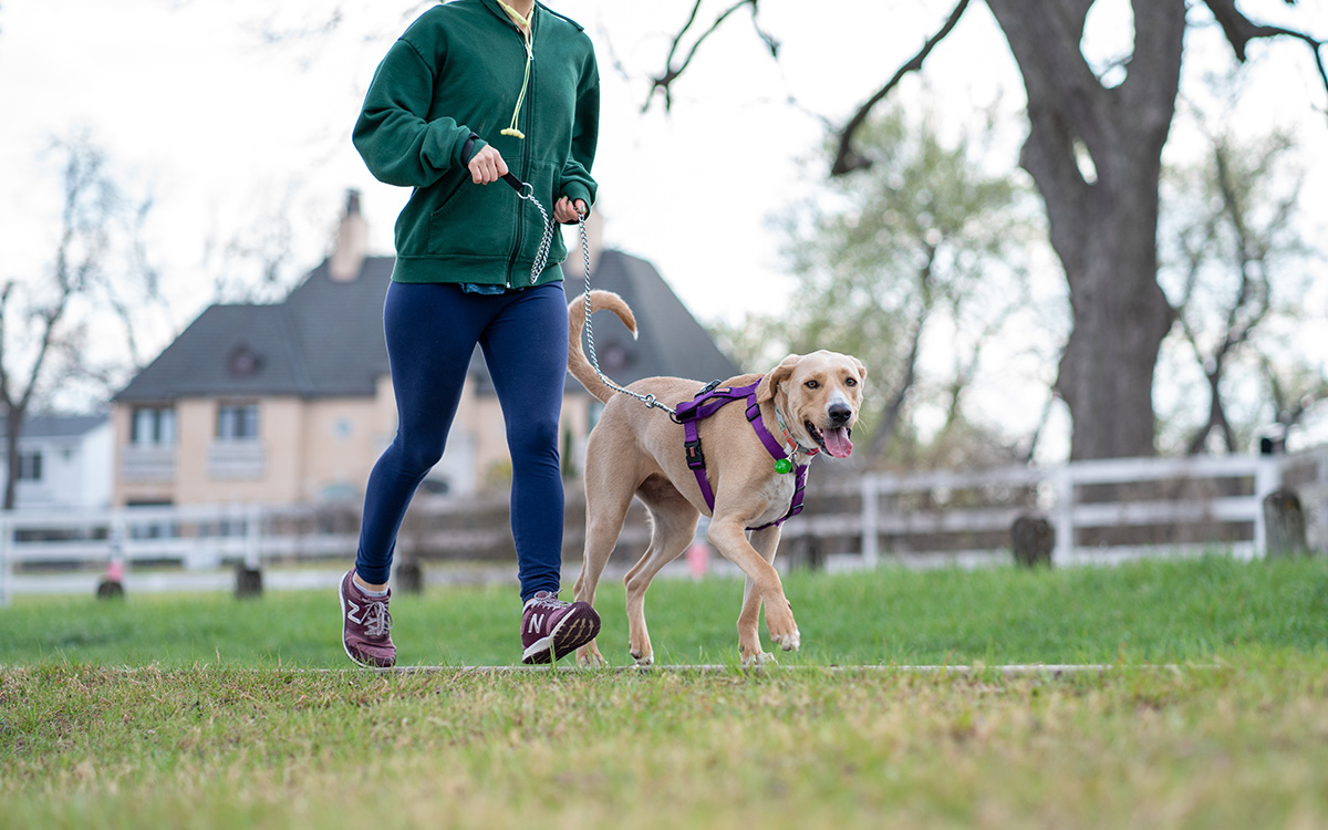 How much exercise does a dog need?