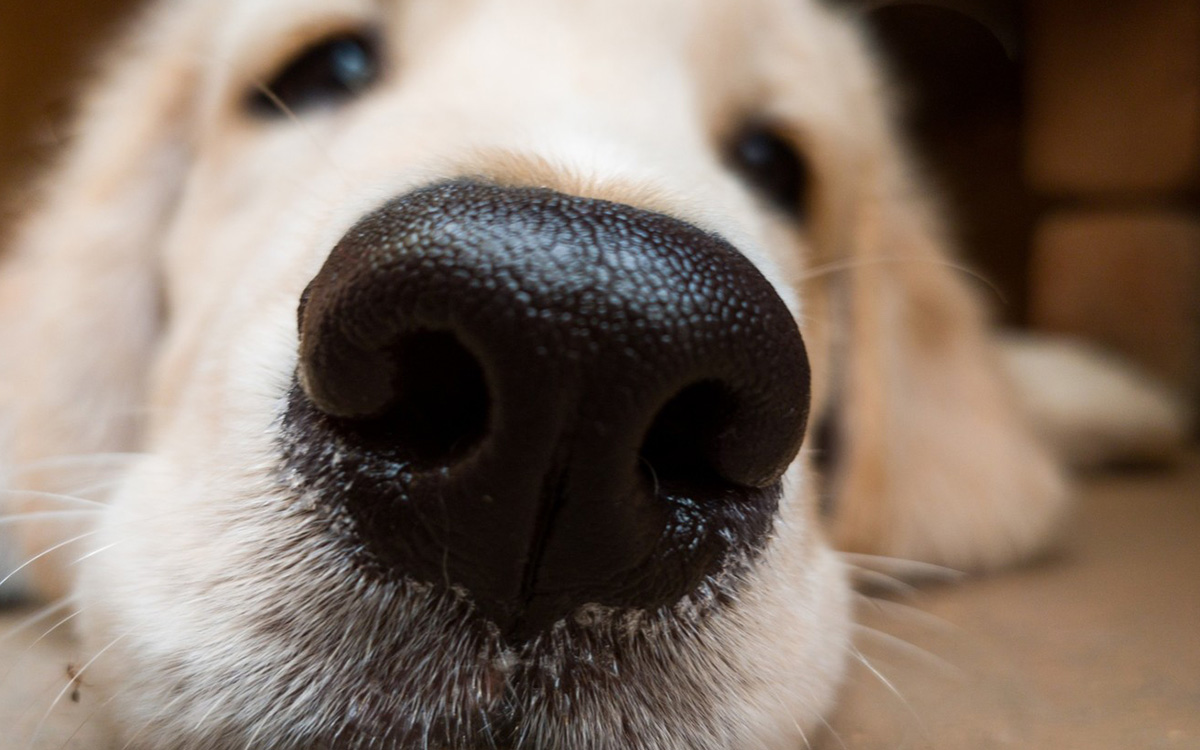 How Powerful is a Dog’s Nose?