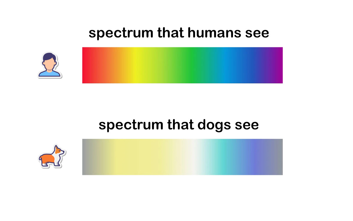 What colors can dogs see? - PAWPLR