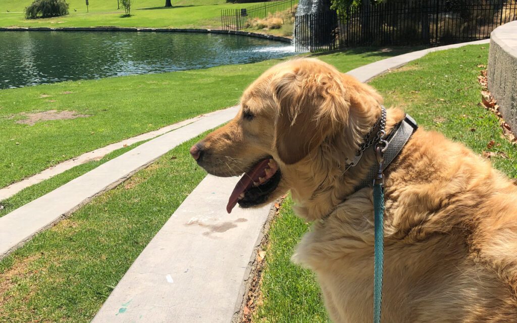 5 Yr old golden retriever Max mesmerized by the pond