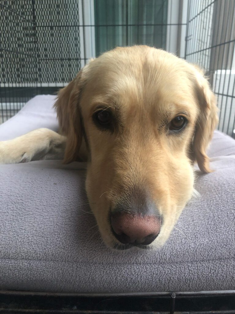 Golden retriever Max laying on his favorite bed