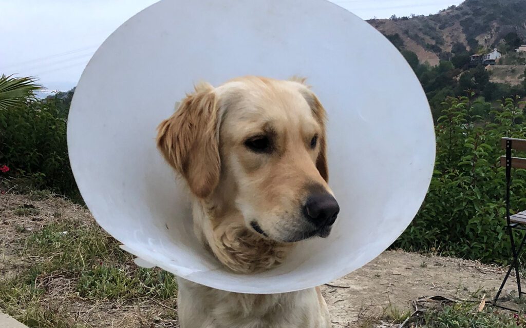 Max striking a pose with a cone on his head