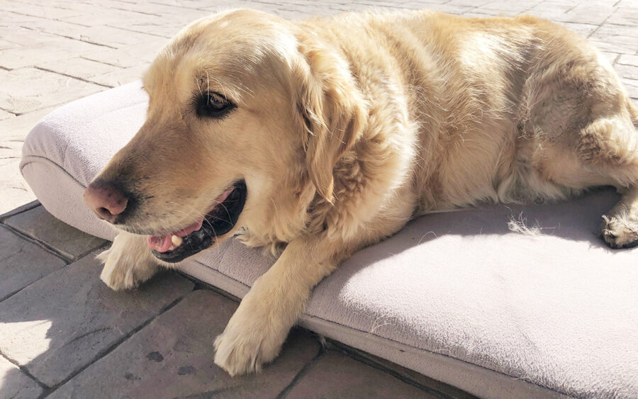 Max laying on his favorite 4 yr old Furhaven Orthopedic Foam Dog Bed. 