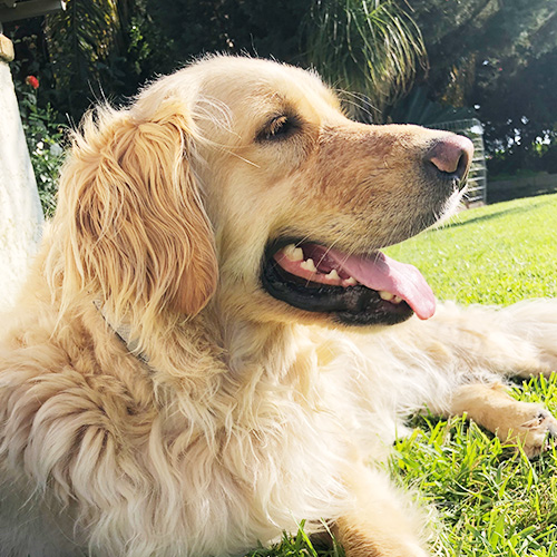 Golden retriever Max