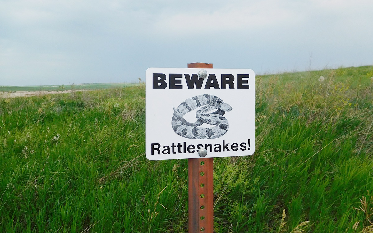 Rattlesnake safety for dogs
