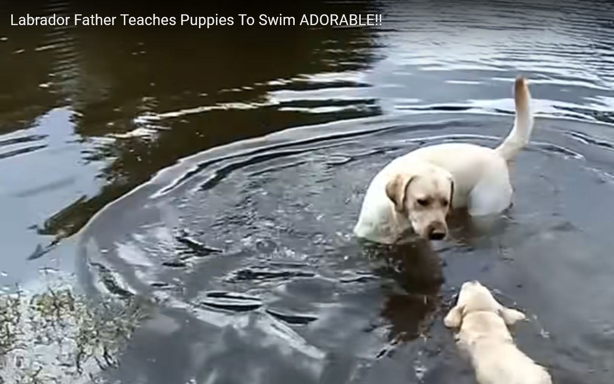 Relaxing video of Labrador Father teaches his puppies to swim