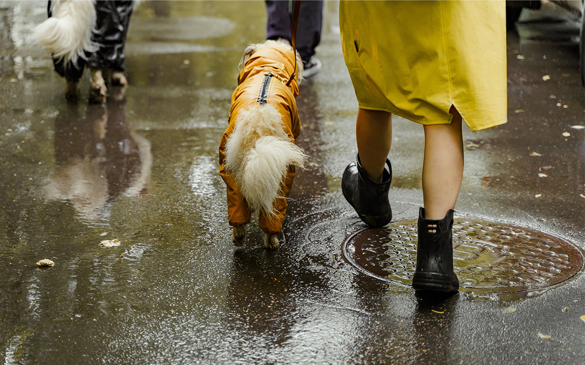 3 tips for walking dogs in the rain