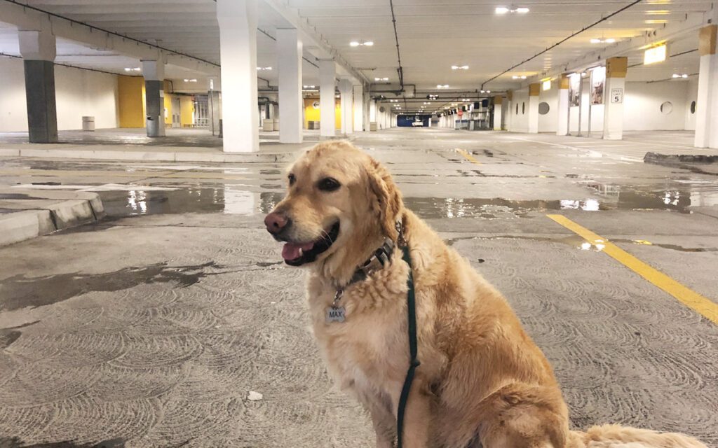 After running around the parking lot for 30 minutes, Max seems content