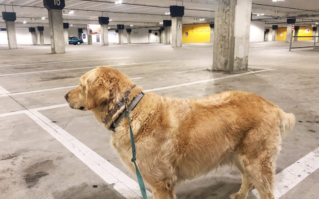 Large empty underground parking lot. No cars, minimal distractions.