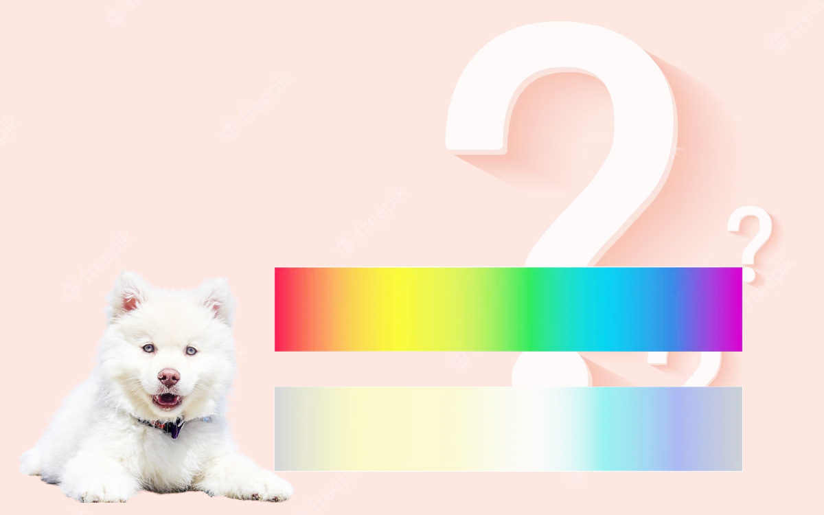 What colors can dogs see