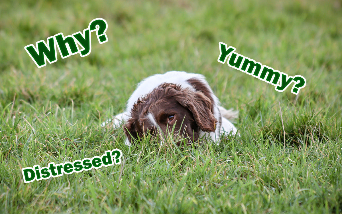Why dogs eat grass?