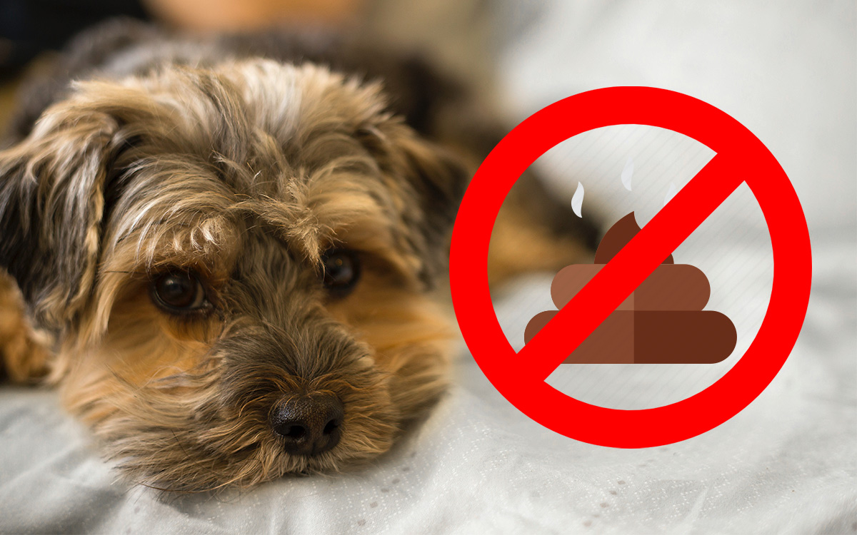 Why dogs eat poop and how to fix it PAWPLR